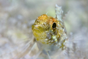 Small Blenny (Tripterygion delaisi) by Roland Bach 